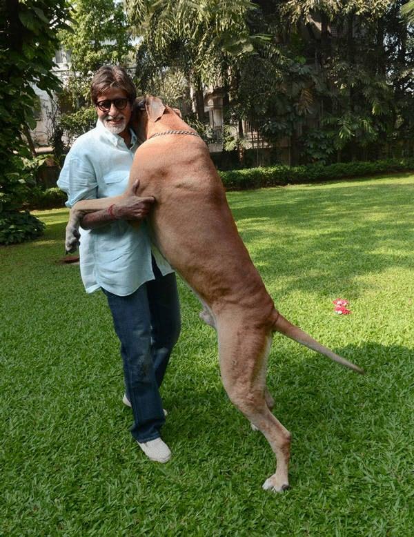 अमिताभ बच्चन अपने पालतू कुत्ते शानौकी के साथ