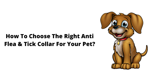 How To Choose The Right Anti Flea & Tick Collar For Your Pet?